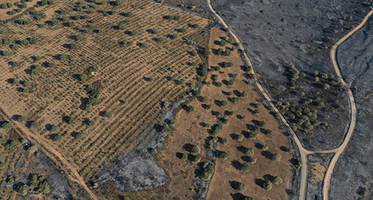 banner-agroforestal-4-11-10-22.jpg